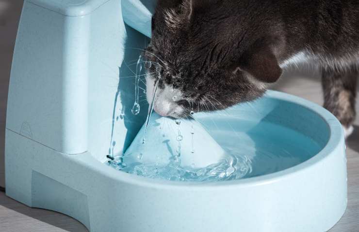 El gato bebe de la fuente. 