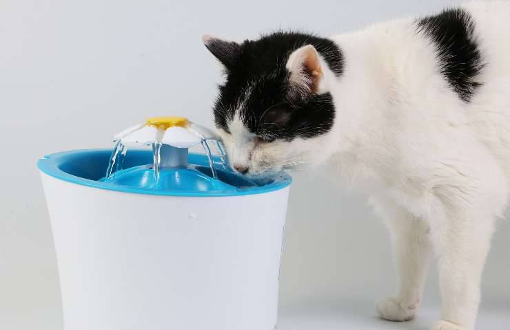Gatto beve dalla fontanella