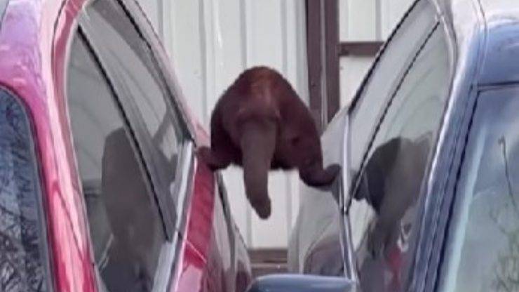 Gatto cammina tra le auto