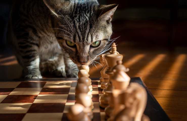 Gatto che sta per combinare un guaio