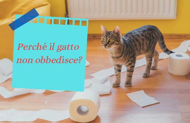 Gatto non obbedisce