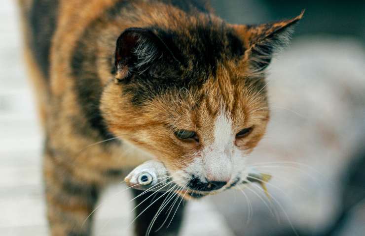 Gatto con il pesce in bocca