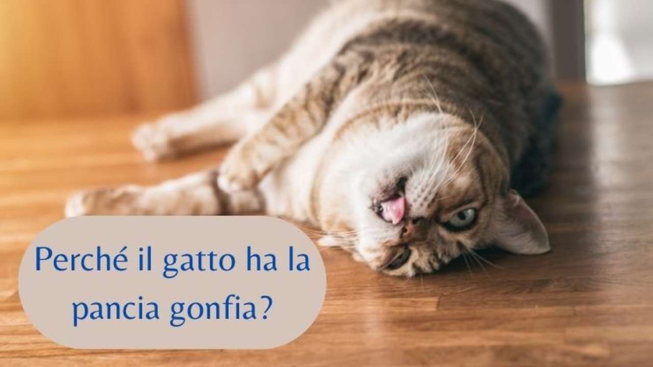 Gonfiore addominale nel gatto le cause della pancia gonfia nel Micio