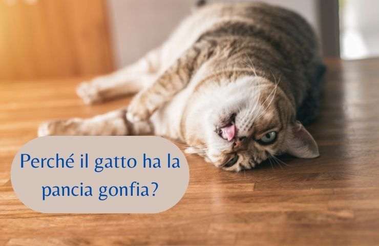 Gatto con la pancia gonfia