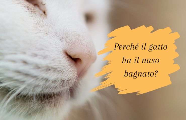 Gatto con naso umido