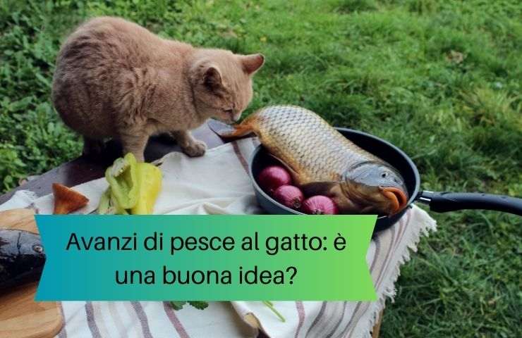 Dare le rimanenze del pesce al felino