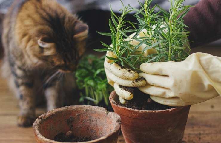 Gatto e pianta di rosmarino