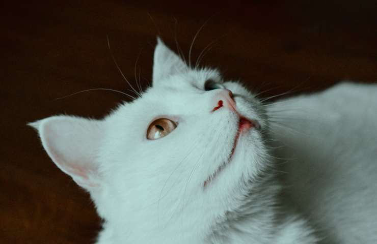 Gatto guarda in alto 