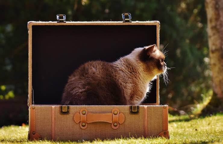 gatti cento nuova casa 