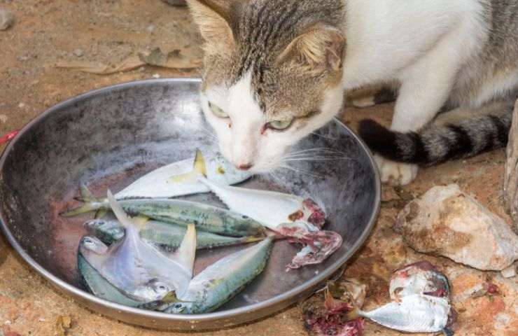 Gatto mangia pesce