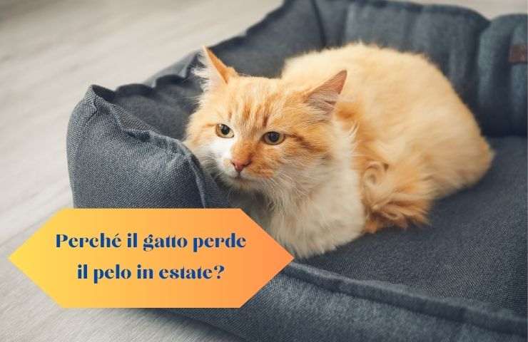 Cosa accade al gatto quando fa caldo