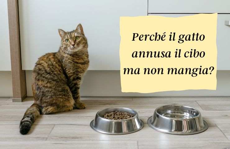 Gatto si rifiuta di mangiare