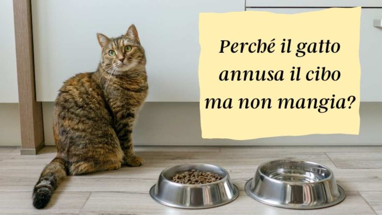 Il gatto annusa il cibo, ma non mangia: perché succede e come risolvere
