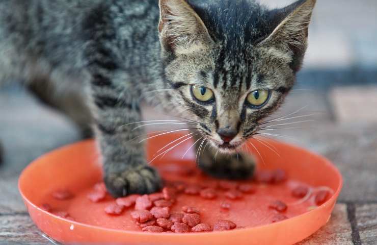 Gatto prova a mangiare