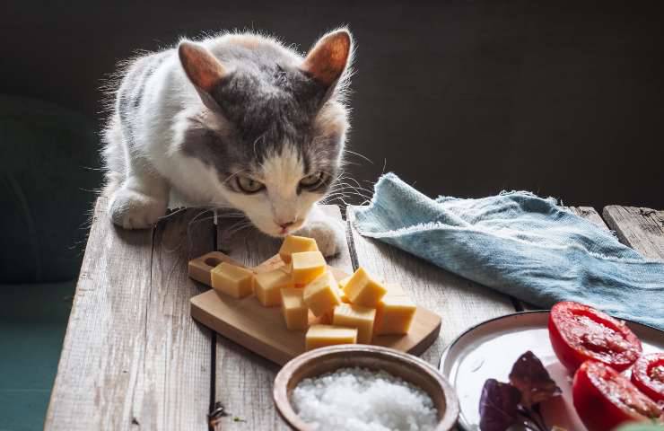 Gatto ruba formaggio