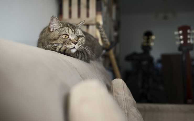Gatto solo sul divano