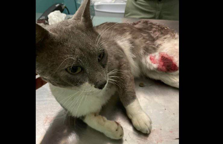 Spara al gatto con una pistola e fugge via