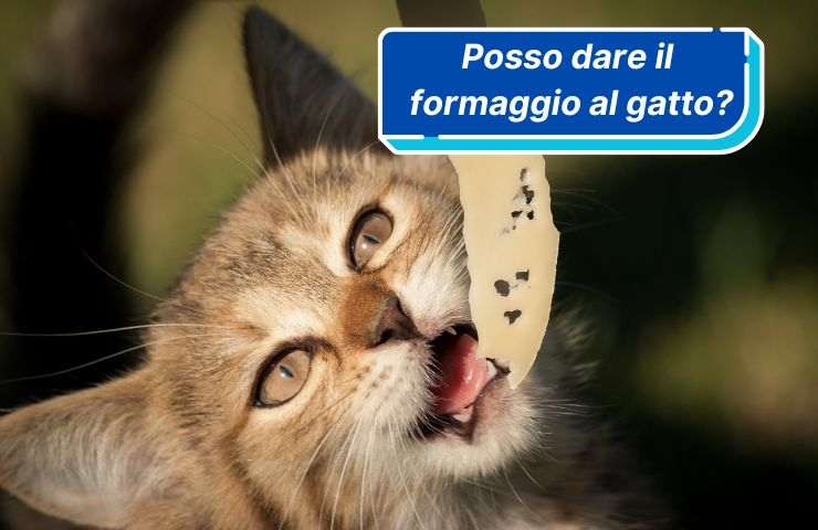 Gatto sta per mangiare il formaggio