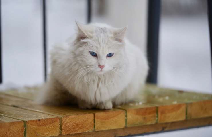 Gatto sulla panchina