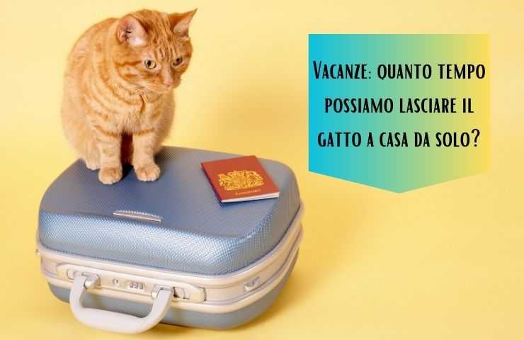 Gatto solo in casa durante le vacanze