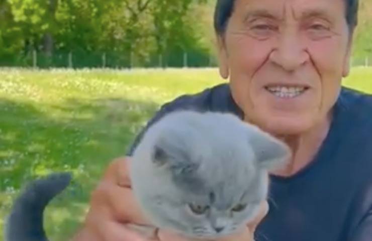 morandi British Shorthair grigio 