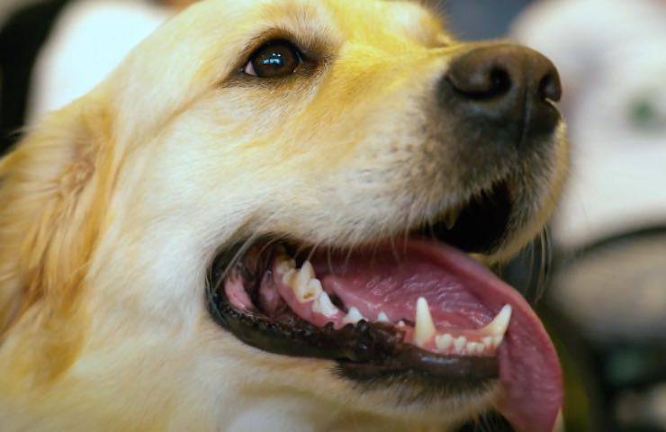 cani golden corsie visite