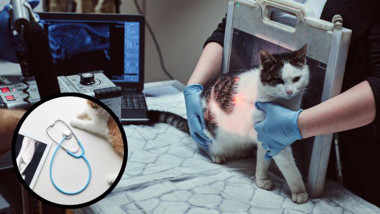 radiografia al gatto