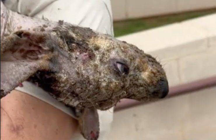 cucciolo 2 mesi cura 