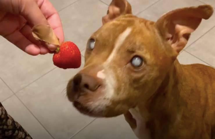cane hazel pitbull fragola 
