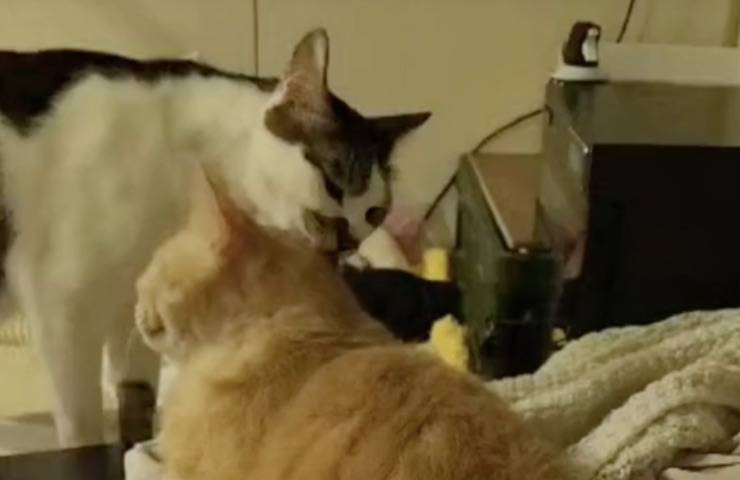 gatto arancione perdita pelo 