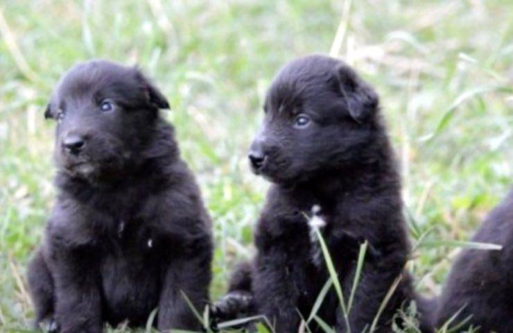 cucciolo adozione cambia vita 