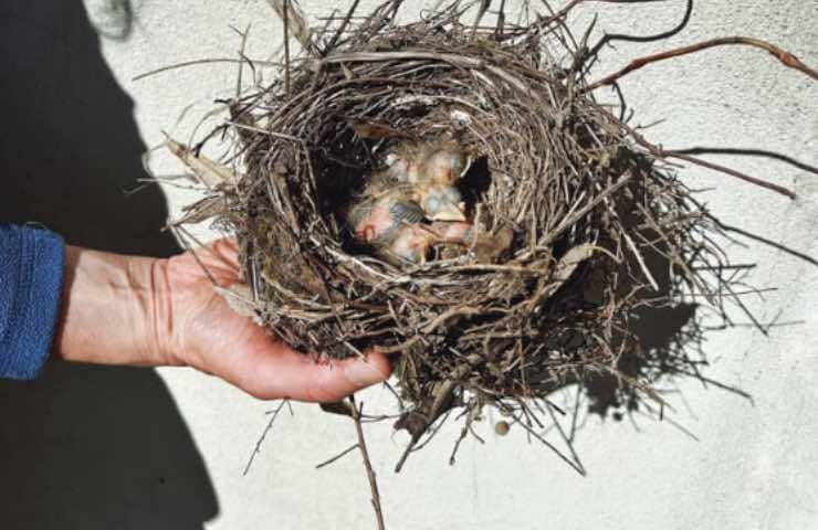 cardellini lega italiana protezione 