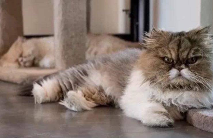 gatti aspettano nuova famiglia 