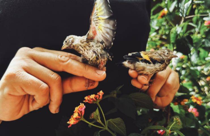 cardellini uccelli intervento associazione 