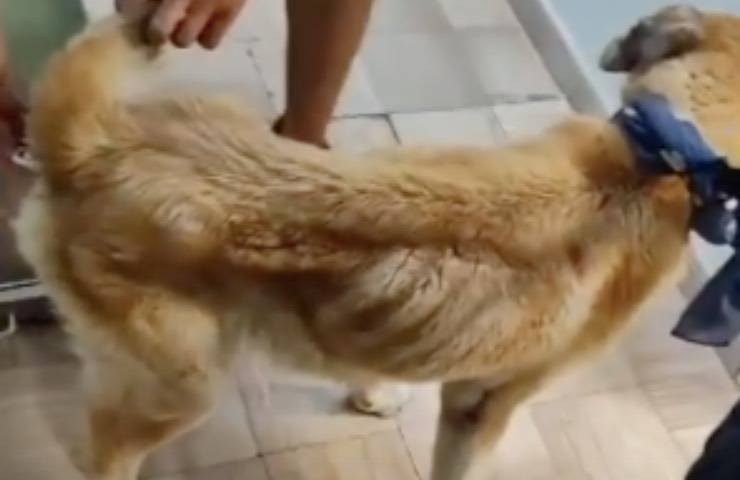 cane smunto ritrovato volontari 