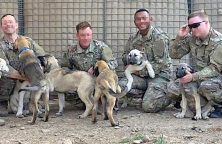 operación militar de rescate de perros 