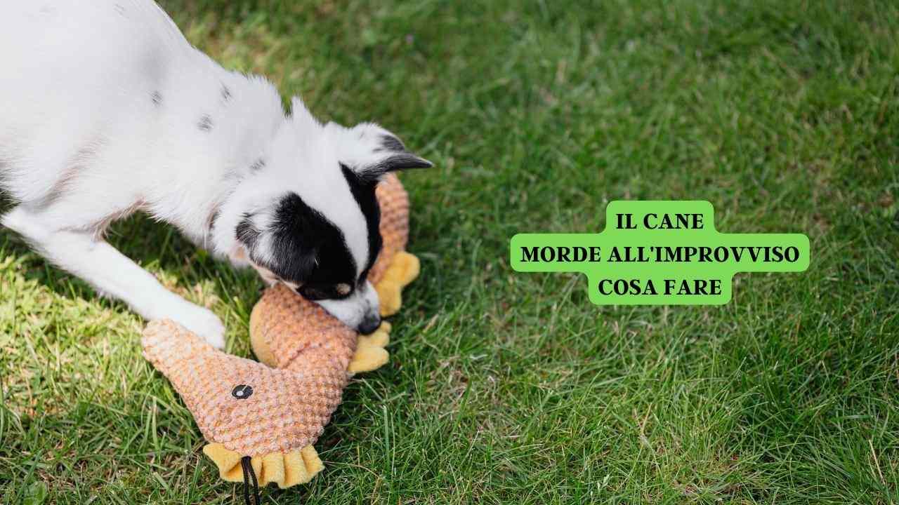 Il cane morde all'improvviso perché lo fa e come insegnargli a non farlo