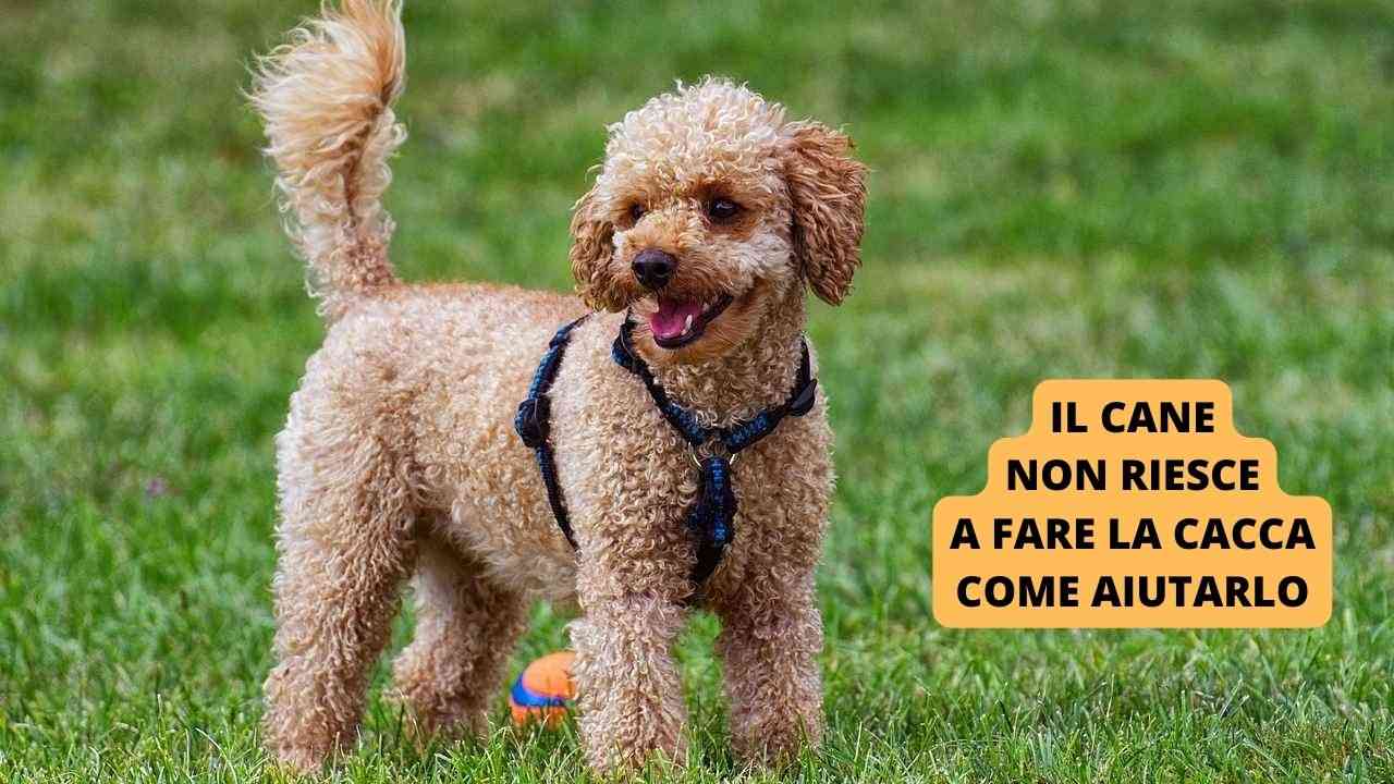 Il cane non riesce a fare la cacca come aiutare Fido a defecare se è stitico