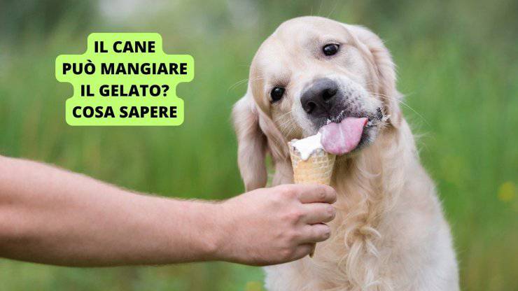 cane mangia gelato 