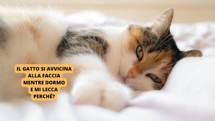 gatto sul letto 