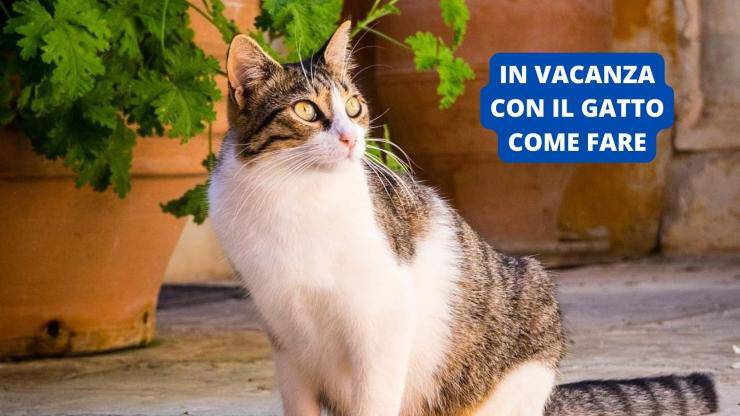 gatto che guarda in alto