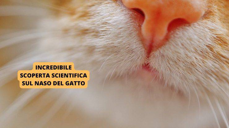 naso del gatto 