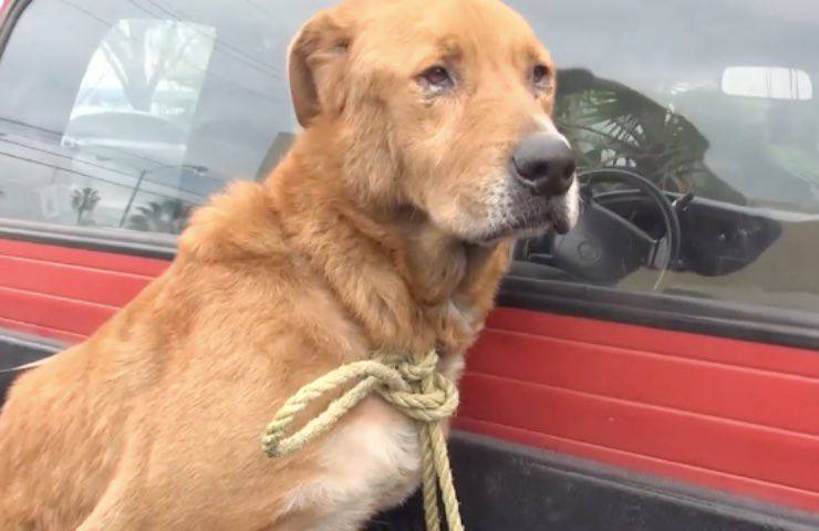 cane corda pick-up rosso