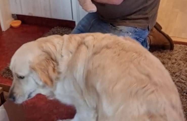 golden commosso arrivo fratellino 