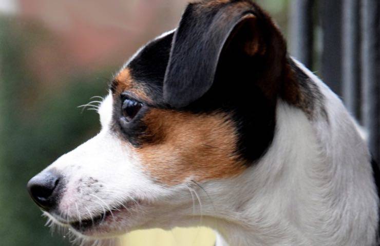 cane jack Russell temporale 