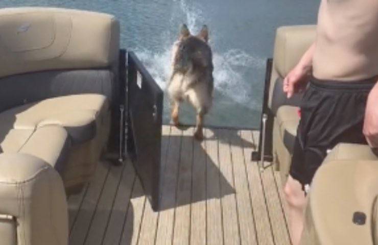 cane pastore tedesco coraggioso 