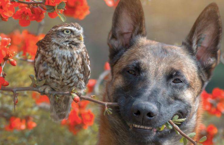 cane civetta migliori amici 