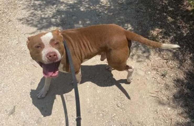 cani adozione perdita padrone 