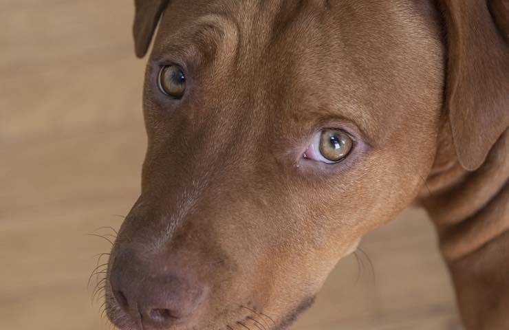 pitbull avvistato uomo canile 