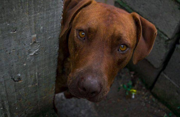 pitbull strada agenti polizia 